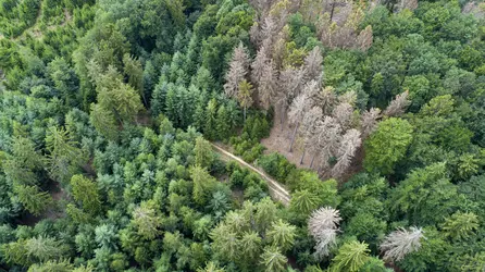 Dépérissement forestier - crédits : Ollo/ Getty Images