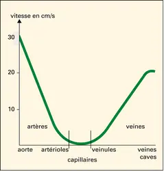 Vitesse du courant circulatoire - crédits : Encyclopædia Universalis France