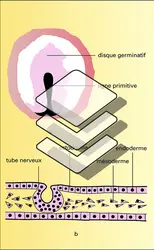 Gastrulation chez les oiseaux - crédits : Encyclopædia Universalis France