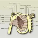 Articulations scapulaires - crédits : Encyclopædia Universalis France