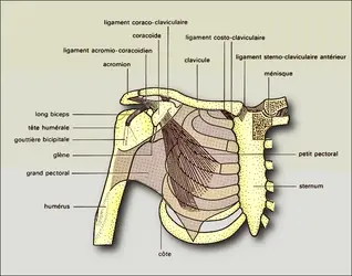 Articulations scapulaires - crédits : Encyclopædia Universalis France