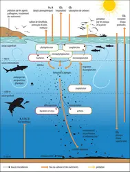 Interactions entre « l’océan vert » (biogéochimie marine) » et « l’océan bleu » (processus physiques et dynamiques) - crédits : Encyclopædia Universalis France