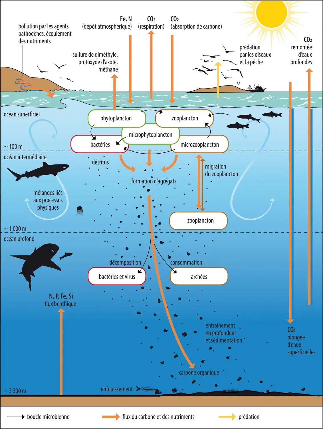 Interactions entre « l’océan vert » (biogéochimie marine) » et « l’océan bleu » (processus physiques et dynamiques)