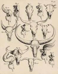 Crânes de bovidés - crédits : Coll. Eric Buffetaut