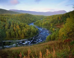 Forêt (Suède) - crédits : Roine Magnusson/ Getty Images