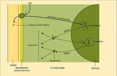 AIA : action sur l'élongation cellulaire - crédits : Encyclopædia Universalis France