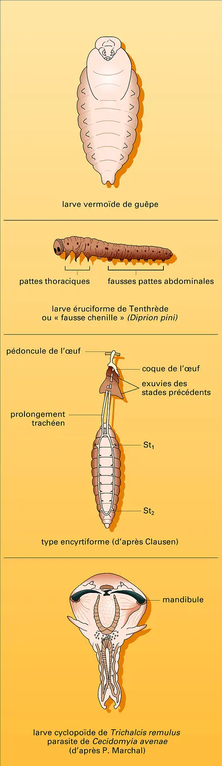 Larves d'Hyménoptères