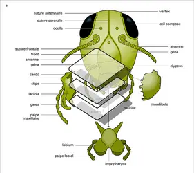 Tête de criquet vue de face - crédits : Encyclopædia Universalis France