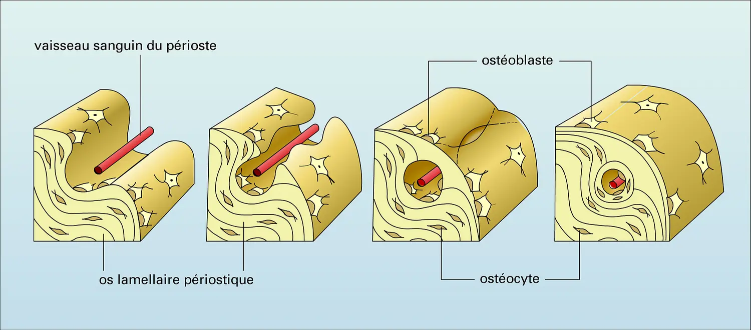 Ostéone primaire