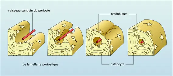 Ostéone primaire - crédits : Encyclopædia Universalis France