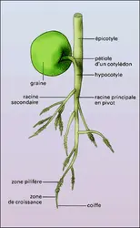 Pois en germination - crédits : Encyclopædia Universalis France