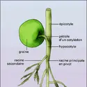 Pois en germination - crédits : Encyclopædia Universalis France