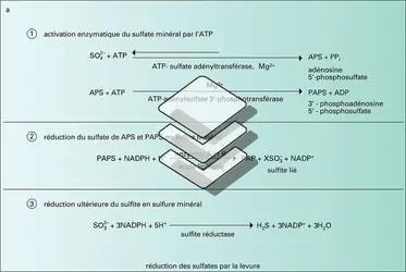 Réduction des sulfates - crédits : Encyclopædia Universalis France