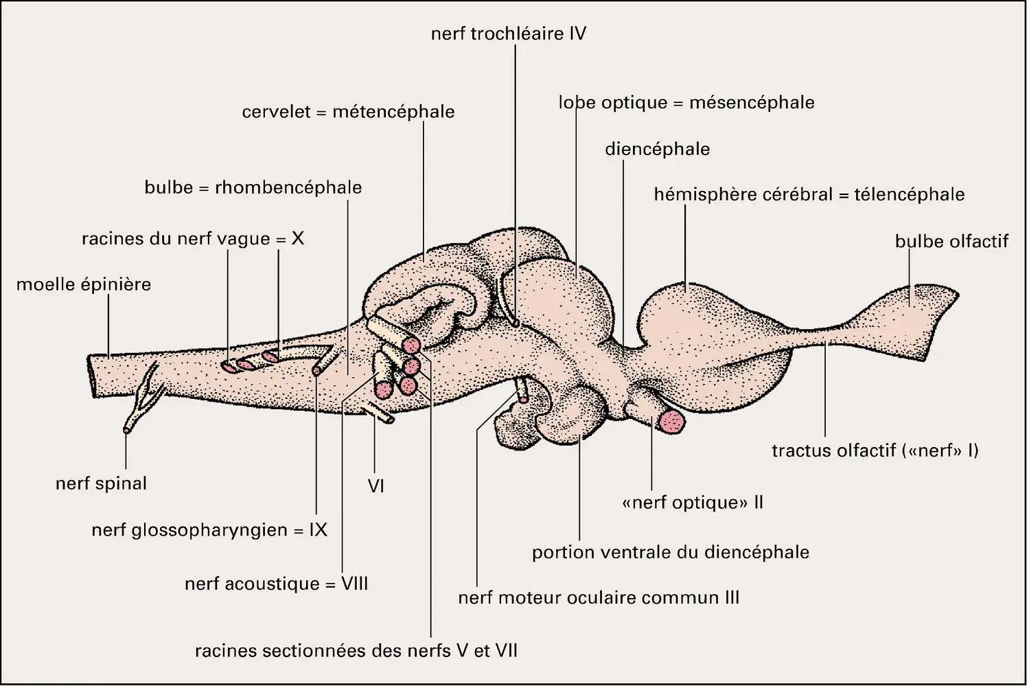 Requin : encéphale