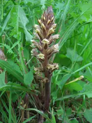 <strong>Orobanche</strong> - crédits : Marie Potage