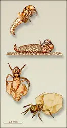 Molanna angustata : fourreau - crédits : Encyclopædia Universalis France